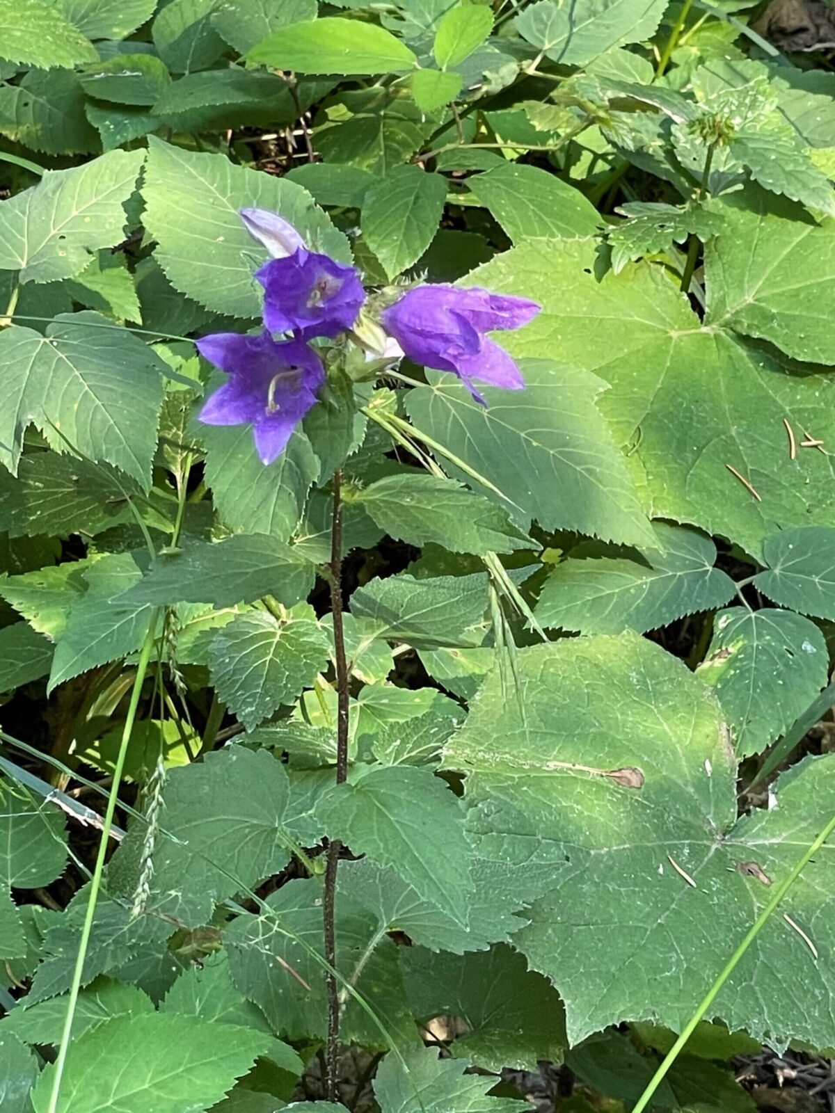 Blume