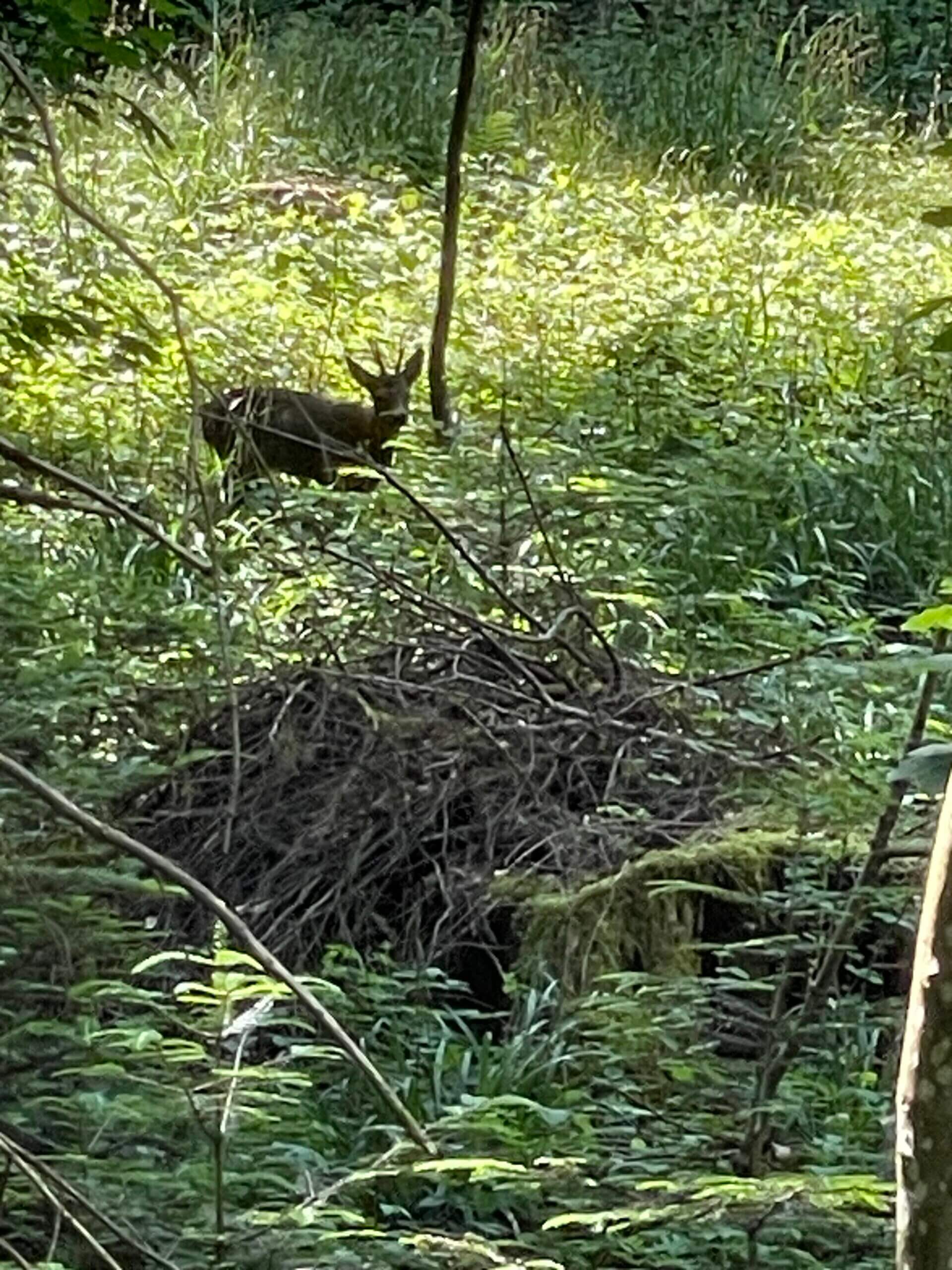 Reh im Wald Waldbaden