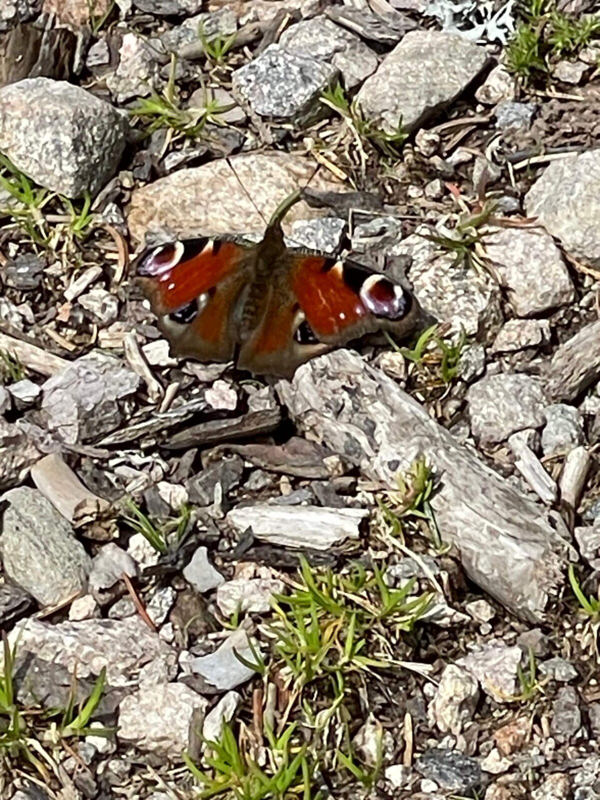 Schmetterlin_2 Waldbaden