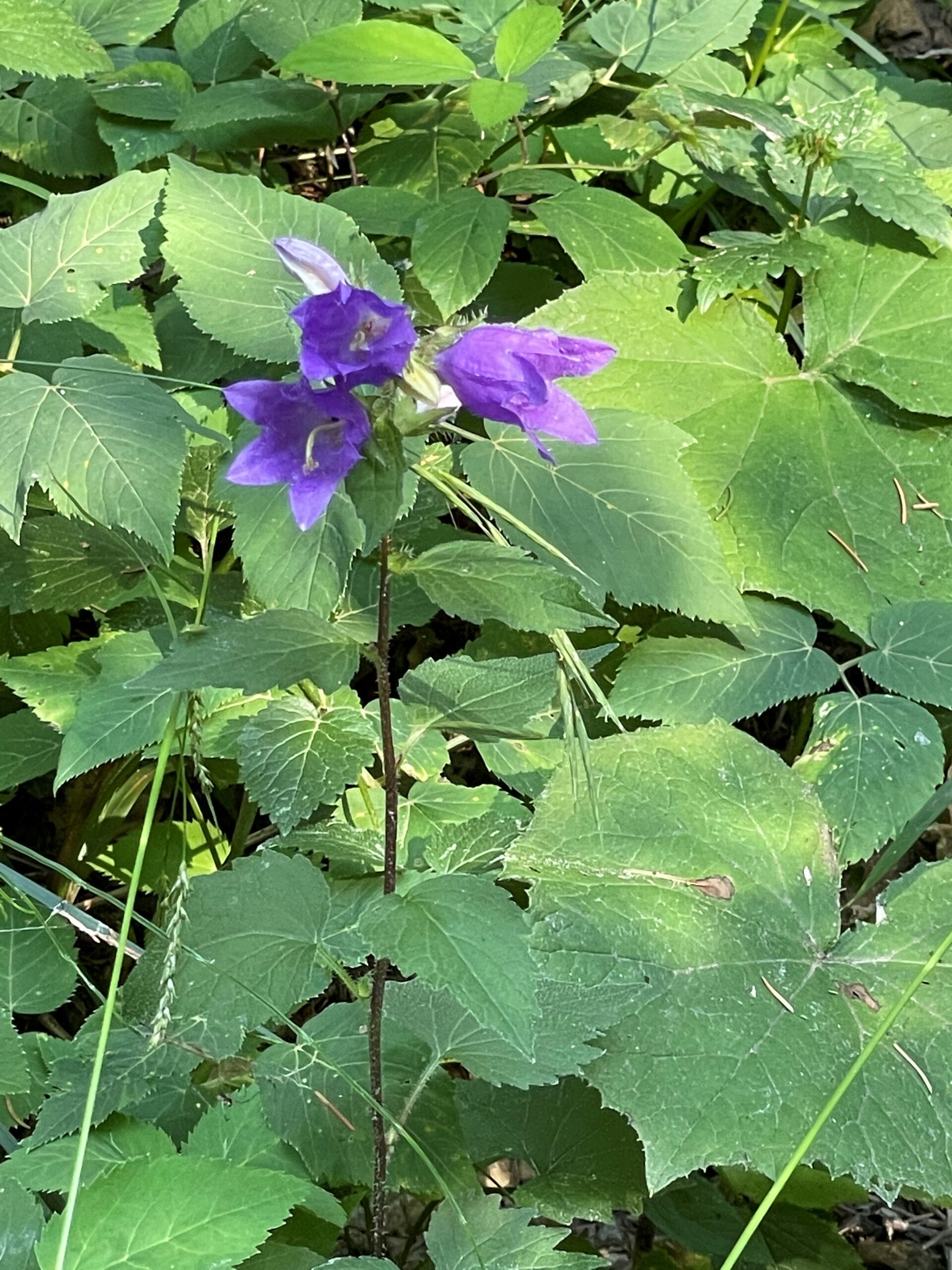 Blume